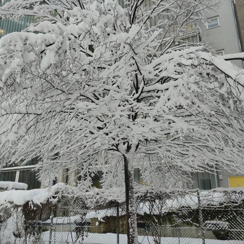 Schnee2b