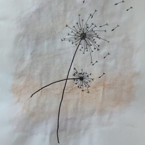 Pusteblume1a
