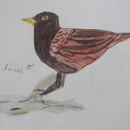 Vogel1a22
