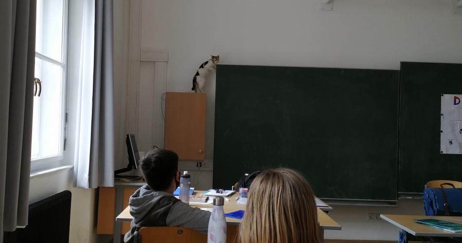 Katze1b